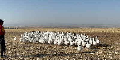 Kars’ta kazlar kış sofraları için besiye alındı