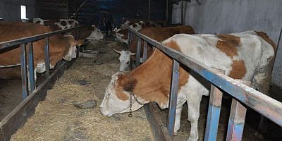 Kars’ta şüpheli hayvan ölümleri