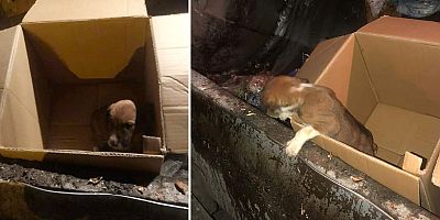 Karton kutuda çöpe atılan yavru köpek preslenmekten son anda kurtarıldı