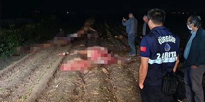 Kayıp at tartışmaları gündemdeyken, Adana'da tarla kenarında başları kesilmiş 3 hayvan bulundu