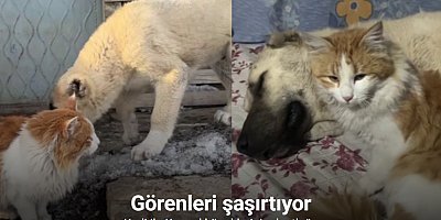 Kedi ile Kangal köpeklerinin dostluğu görenleri şaşırtıyor