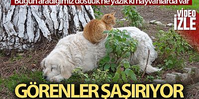 Kedi ile köpeğin dostluğu görenlerin dikkatini çekiyor