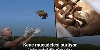 Kenelere karşı mücadele sürüyor: 1 milyona yakın keklik doğaya salındı