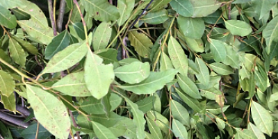 Kilogramı 25 liradan satılan defne yaprağı bir köyün geçim kaynağı oldu