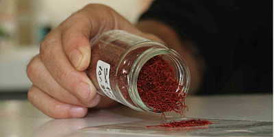 Kilosu 250 bin liradan satılan safranın mısır püskülünden sahtesini yaptılar