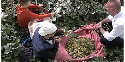 Kilosu ormanda 3 bin lirayı buluyor...Ihlamur ormanlarında ölümüne cesaret