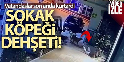 Kız çocuğuna sokak köpekleri saldırdı, o anlar güvenlik kameralarına yansıdı