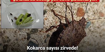 Kokarca sayısı zirvede: Uzmanı bahar aylarına dikkat çekti