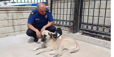 Köpeği annesi sanan kedi