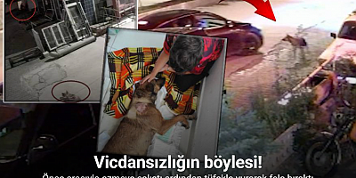 Köpeği önce aracıyla ezmeye çalıştı ardından tüfekle vurarak felç bıraktı