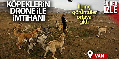 Köpeklerin drone ile imtihanı kamerada