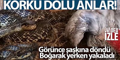Korku dolu anlar! Yılanı görünce şaşkına döndü - Boğarak yerken yakaladı