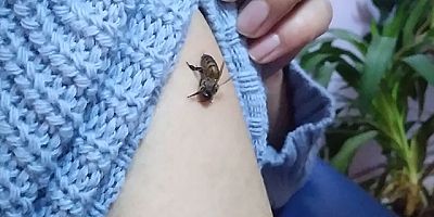 Koronavirüse iyi geldiğini öne sürüp, kendilerini bal arılarına ısırtıyorlar
