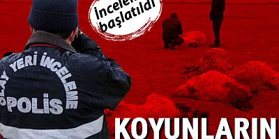 Koyunların sır ölümü! 