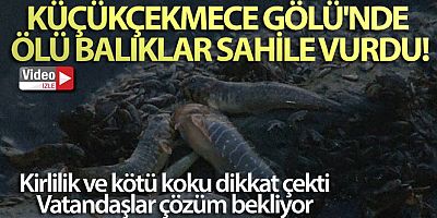 Küçükçekmece Gölü'nde ölü balıklar sahile vurdu