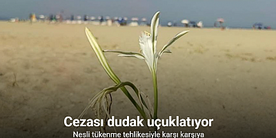 Kum zambaklarını koparanın cezası: 557 bin TL