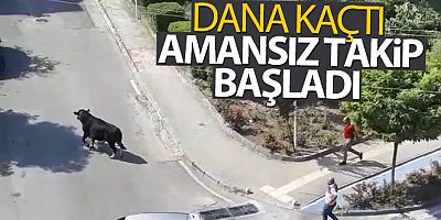 Kurbanlık dana kaçtı, mahalleli kovaladı