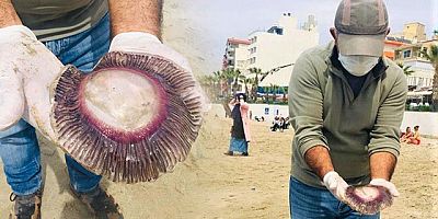 Kuşadası kıyılarına ölü denizanaları vurdu