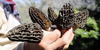 Kuzugöbeği mantarının tazesinin kilosu 250, kurusu bin liradan alıcı buluyor