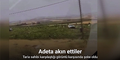 Mardin’de karpuz tarlası sahibi karşılaştığı görüntü karşısında şoke oldu