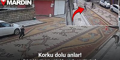 Mardin’de sokak köpeklerinin saldırdığı çocuğu esnaf kurtardı