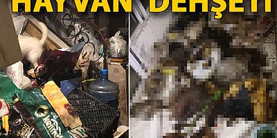 Marmaris'te 'hayvan' dehşeti