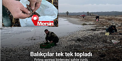 Mersin’de fırtına sonrası binlerce kargı midyesi sahile vurdu: Balıkçılar tek tek topladı