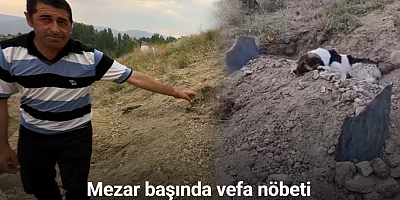 Mezar başında vefa nöbeti: Sahibinin mezarından ayrılmıyor