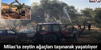 Milas’ta zeytin ağaçları taşınarak yaşatılıyor