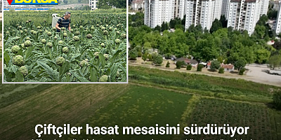 Milyonlarca liralık konutların arasında tarımsal üretim mücadelesi
