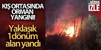 Muğla'da kış ortasında orman yangını