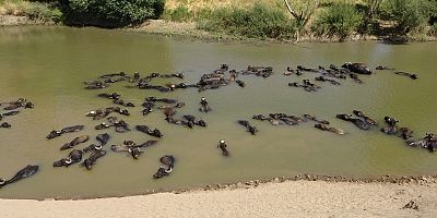 Muş'ta Afrika'yı aratmayan görüntüler