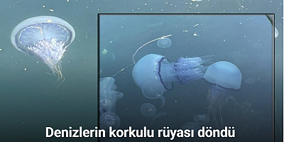 Müsilaj başladı denizanaları öldü