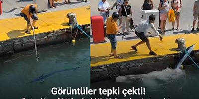 Nesli tehlike altındaki balığı limanda zıpkınla vurdular