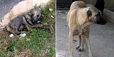 Ölmek üzereyken bulunan köpek, hayvanseverlerin bakımıyla sağlığına kavuştu
