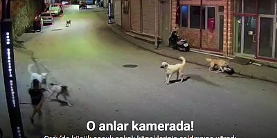 Ordu’da küçük çocuk sokak köpeklerinin saldırısına uğradı