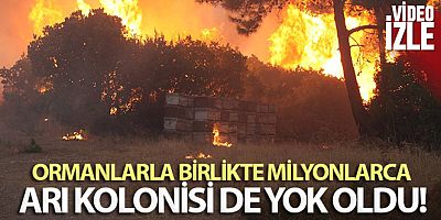 Ormanlarla birlikte milyonlarca arı kolonisi de yandı
