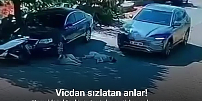 Otomobiliyle köpeklerin üzerinden geçti