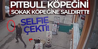 Pitbull köpeğini sokak köpeğine saldırttı, selfie çekti