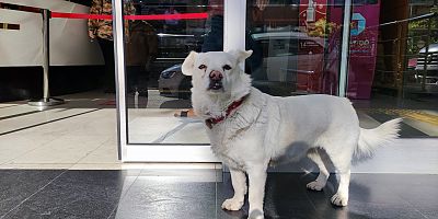 Sahibi tedavi gören köpek, 5 gündür hastane kapısında bekliyor