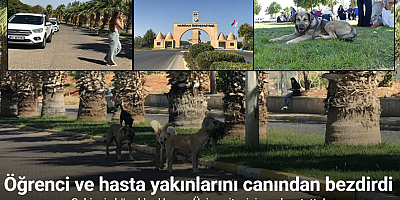Sahipsiz köpekler Harran Üniversitesini mesken tuttu
