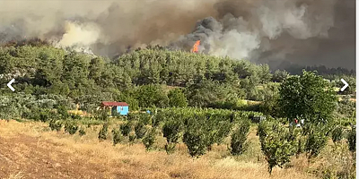 Sakarya'da orman yangını; alevler rüzgarın etkisiyle yayılıyor