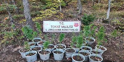 Saksıda kenevir yetiştirdiler, yakayı ele verdiler