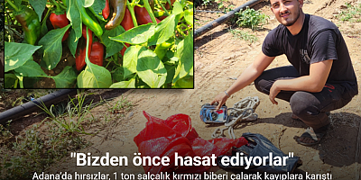 Salçalık biberi önce hırsızlar hasat etti