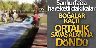 Şanlıurfa'da kaçan boğalar sahibine zor anlar yaşattı