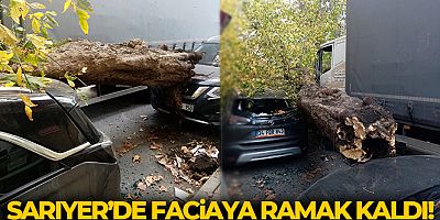 Sarıyer'de kamyonun çarptığı ağaç yola devrildi