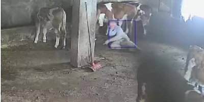 Sevmek istediği ineğinin tekmesiyle yere düştü: O anlar kamerada