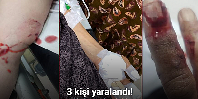 Şırnak’ta başıboş köpek dehşeti: 3 kişi yaralandı