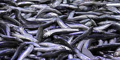 Sofraların gözdesi hamsi Sinop'ta 25 lira
