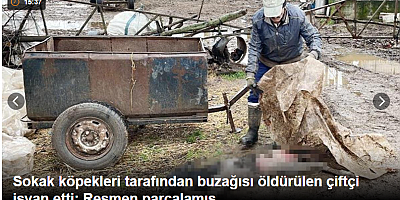 Sokak köpekleri tarafından buzağısı öldürülen çiftçi isyan etti: Resmen parçalamış